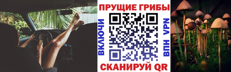 MEGA ССЫЛКА  Корсаков  Псилоцибиновые грибы Psilocybe 
