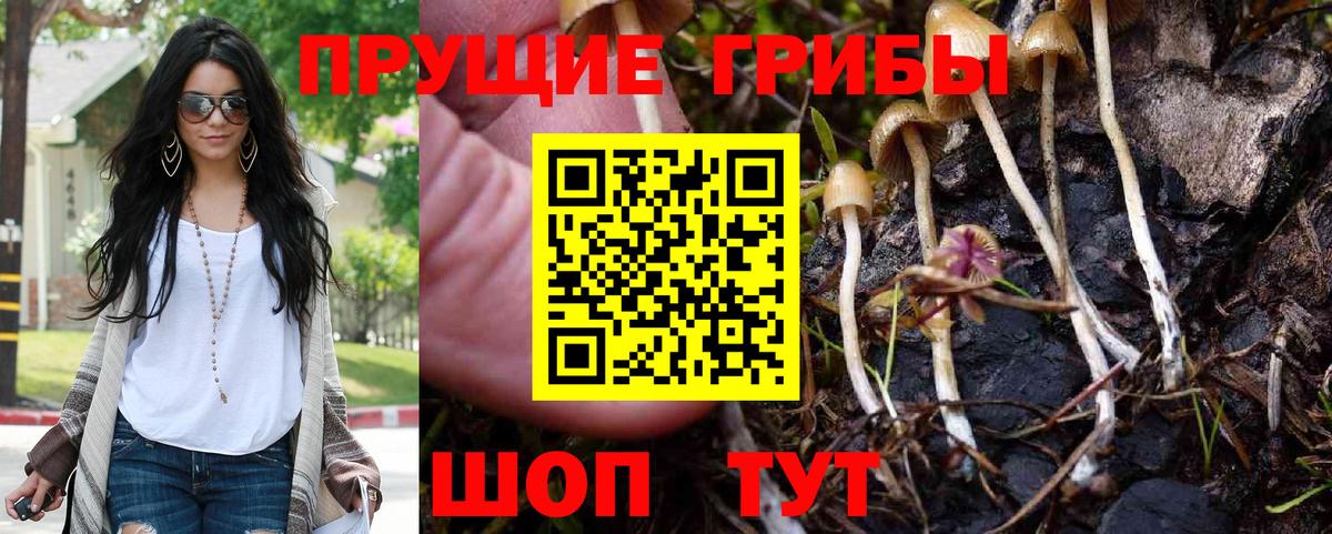 купить закладку  Корсаков  Галлюциногенные грибы Psilocybe 